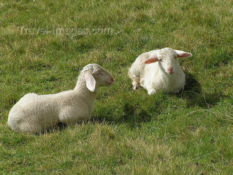 montenegro90: Montenegro - Crna Gora - Komovi mountains: Katun Štavna - sheep - photo by J.Kaman - (c) Travel-Images.com - Stock Photography agency - Image Bank