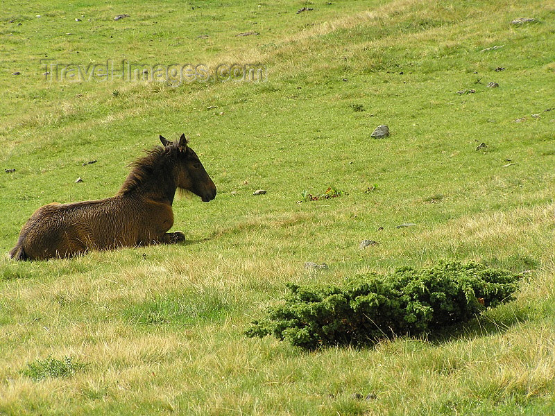 montenegro92: Montenegro - Crna Gora - Komovi mountains: Katun Štavna - horse resting - photo by J.Kaman - (c) Travel-Images.com - Stock Photography agency - Image Bank