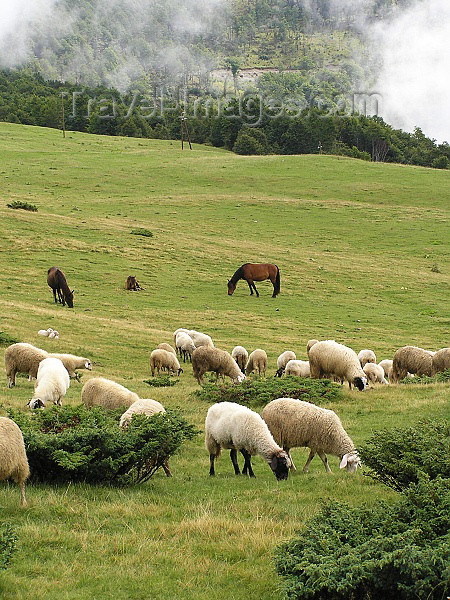 montenegro93: Montenegro - Crna Gora - Komovi mountains: Katun Štavna - flock of sheep - photo by J.Kaman - (c) Travel-Images.com - Stock Photography agency - Image Bank