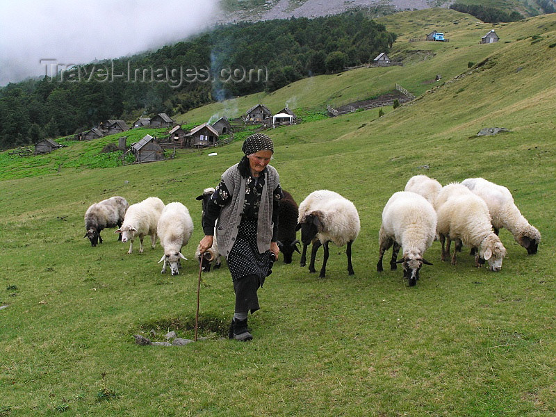 montenegro94: Montenegro - Crna Gora - Durmitor  national park: mountain shepherd and her sheep - photo by J.Kaman - (c) Travel-Images.com - Stock Photography agency - Image Bank