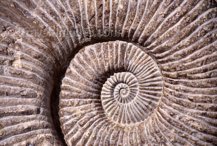 moroc112: Morocco / Maroc - Fez / Fes: fossil - Ammonite - cephalopod family - photo by F.Rigaud - (c) Travel-Images.com - Stock Photography agency - Image Bank
