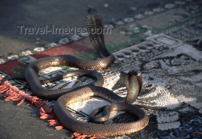 moroc115: Morocco / Maroc - Marrakesh: snakes - Place Djemaa el Fna - cobras - photo by F.Rigaud - (c) Travel-Images.com - Stock Photography agency - Image Bank