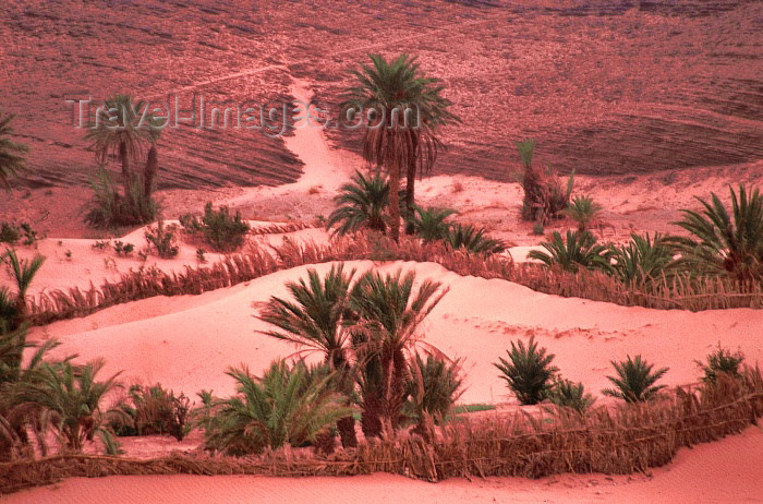 moroc123: Morocco / Maroc - Merzouga: barriers to stop the advance of the desert sands - anti desertification measures - photo by F.Rigaud - (c) Travel-Images.com - Stock Photography agency - Image Bank
