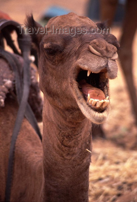moroc126: Morocco / Maroc - Merzouga: screaming camel - photo by F.Rigaud - (c) Travel-Images.com - Stock Photography agency - Image Bank