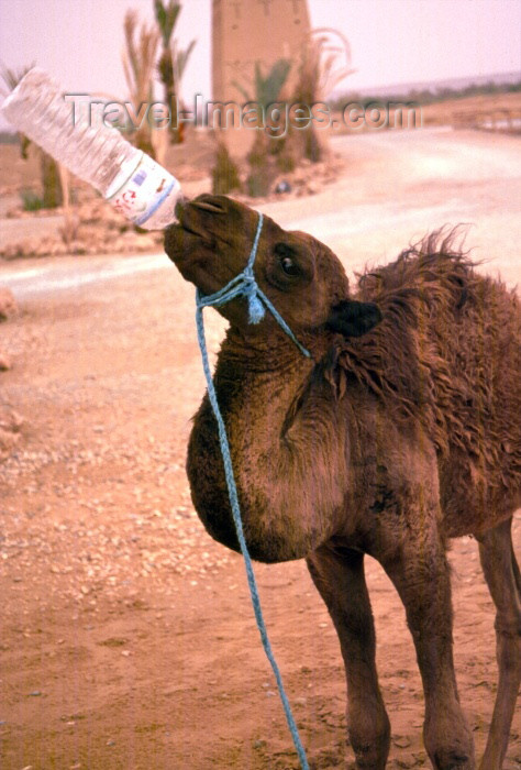 moroc151: Morocco / Maroc - Erfoud (Meknès-Tafilalet region): camel drinking from a bottle - photo by F.Rigaud - (c) Travel-Images.com - Stock Photography agency - Image Bank