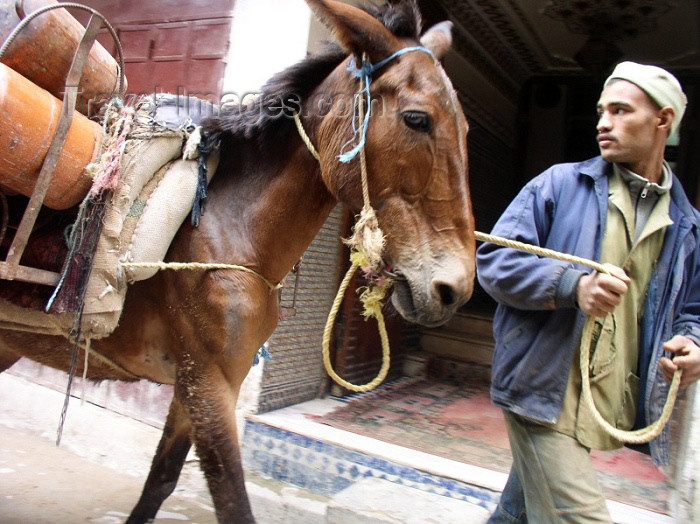 moroc157: Morocco / Maroc - Fez: mule driver - photo by J.Kaman - (c) Travel-Images.com - Stock Photography agency - Image Bank