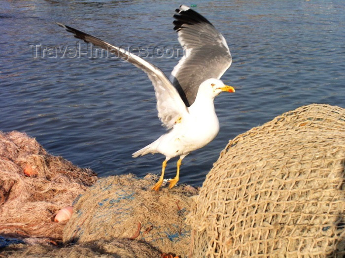 moroc175: Morocco / Maroc - Mogador / Essaouira: a seagull takes off - photo by J.Kaman - (c) Travel-Images.com - Stock Photography agency - Image Bank