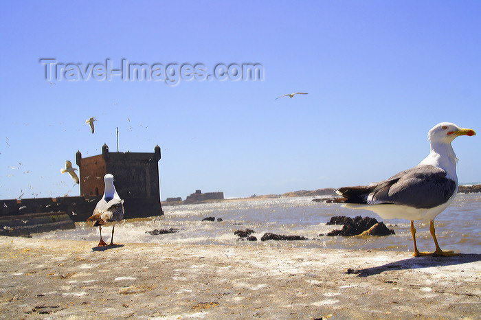 moroc188: Mogador / Essaouira - Morocco: on the coast- seagulls and fort Skala - photo by Sandia - (c) Travel-Images.com - Stock Photography agency - Image Bank