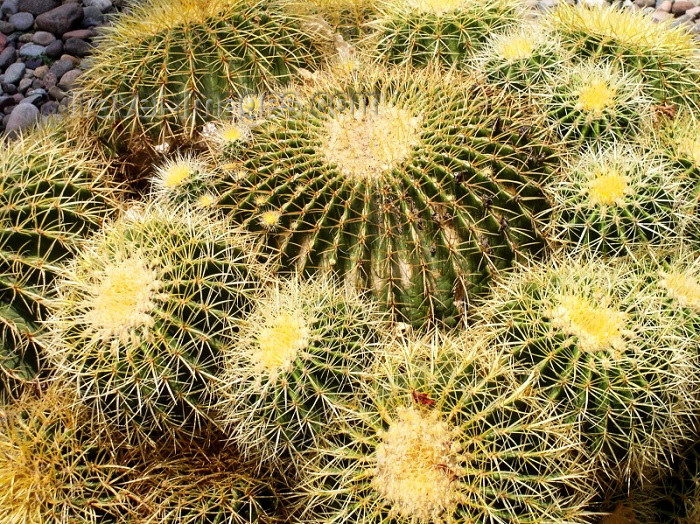 moroc198: Morocco / Maroc - Marrakesh: Jardin Majorelle / Majorelle gardens - cactus - photo by J.Kaman - (c) Travel-Images.com - Stock Photography agency - Image Bank