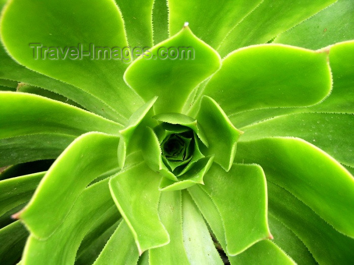 moroc200: Morocco / Maroc - Marrakesh: Jardin Majorelle - plant - photo by J.Kaman - (c) Travel-Images.com - Stock Photography agency - Image Bank