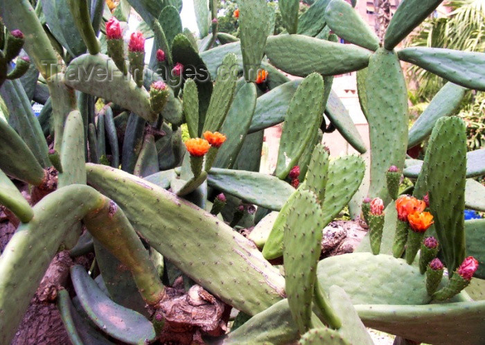 moroc201: Morocco / Maroc - Marrakesh: prickly pears - photo by J.Kaman - (c) Travel-Images.com - Stock Photography agency - Image Bank