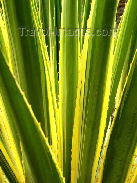 moroc202: Morocco / Maroc - Marrakesh: yellow and green agave - photo by J.Kaman - (c) Travel-Images.com - Stock Photography agency - Image Bank