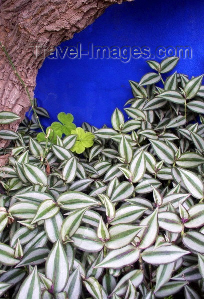 moroc205: Morocco / Maroc - Marrakesh: Jardin Majorelle - leaves - photo by J.Kaman - (c) Travel-Images.com - Stock Photography agency - Image Bank