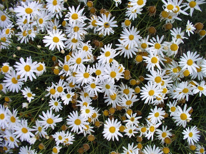 moroc232: Morocco / Maroc - Rabat: daisies - flowers - Chellah garden - photo by J.Kaman - (c) Travel-Images.com - Stock Photography agency - Image Bank