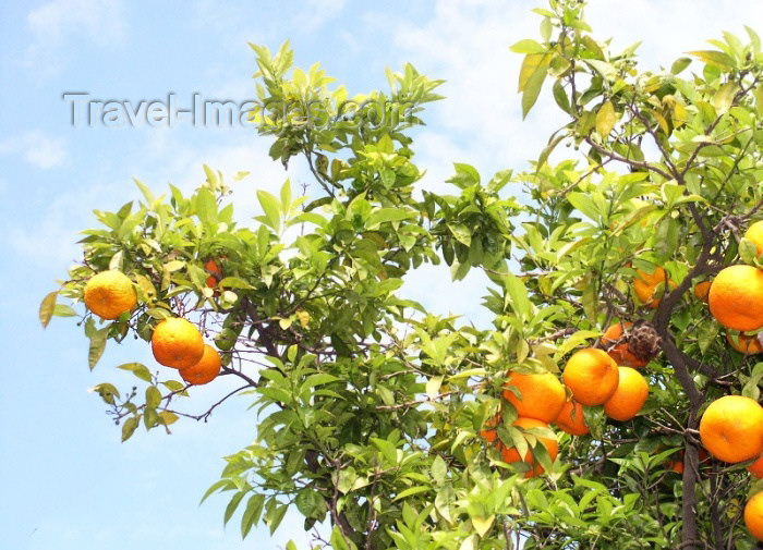 moroc240: Morocco / Maroc - Rabat: orange-tree - photo by J.Kaman - (c) Travel-Images.com - Stock Photography agency - Image Bank