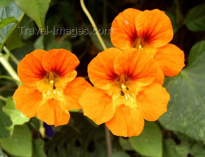 moroc249: Morocco / Maroc - Rabat: orange flowers - Chellah garden - photo by J.Kaman - (c) Travel-Images.com - Stock Photography agency - Image Bank