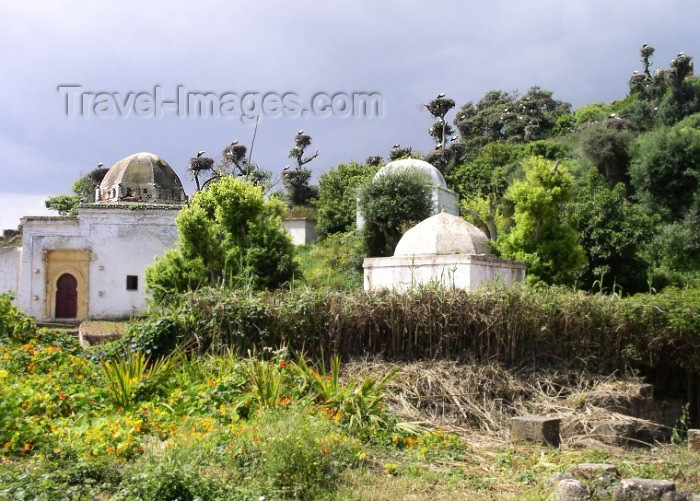 moroc253: Morocco / Maroc - Rabat: Chellah necropolis - cluster of domed saints tombs - photo by J.Kaman - (c) Travel-Images.com - Stock Photography agency - Image Bank