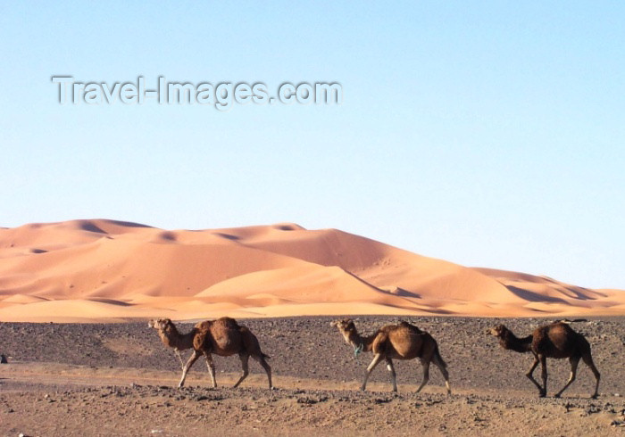 moroc264: Morocco / Maroc - Erg Chebbi: camels in the Sahara - photo by J.Kaman - (c) Travel-Images.com - Stock Photography agency - Image Bank