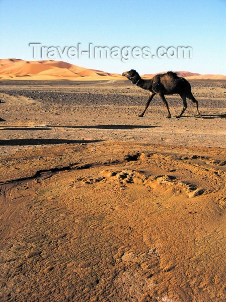 moroc265: Morocco / Maroc - Erg Chebbi: camel - photo by J.Kaman - (c) Travel-Images.com - Stock Photography agency - Image Bank