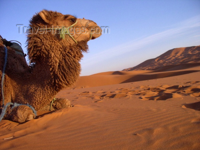 moroc274: Morocco / Maroc - Erg Chebbi: contemplative dromedary - desert - photo by J.Kaman - (c) Travel-Images.com - Stock Photography agency - Image Bank