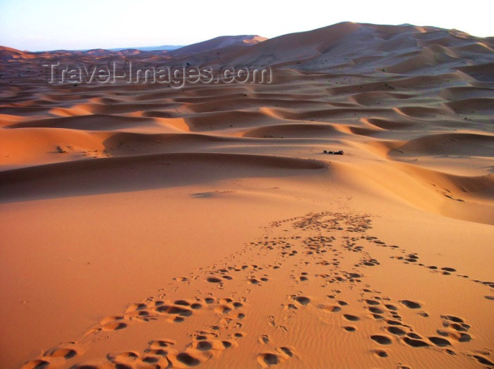 moroc278: Morocco / Maroc - Erg Chebbi: dunes of the Sahara desert - perfect ridge - photo by J.Kaman - (c) Travel-Images.com - Stock Photography agency - Image Bank