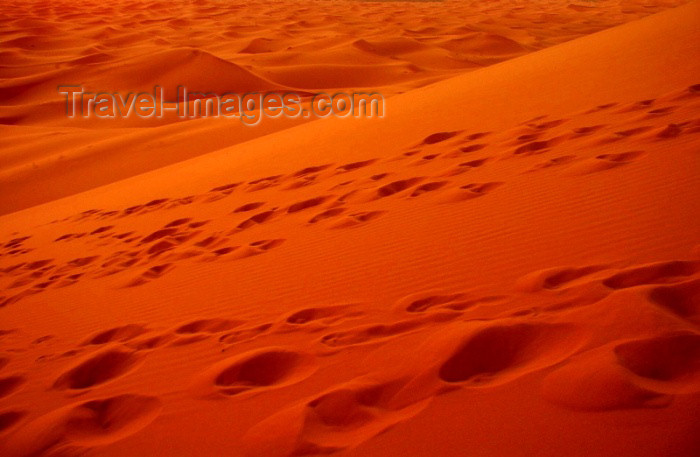 moroc280: Morocco / Maroc - Erg Chebbi: dunes of the Sahara desert - camel footprints - photo by J.Kaman - (c) Travel-Images.com - Stock Photography agency - Image Bank