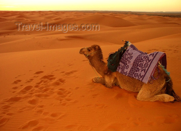 moroc281: Morocco / Maroc - Erg Chebbi: dromedary ends its working day - photo by J.Kaman - (c) Travel-Images.com - Stock Photography agency - Image Bank