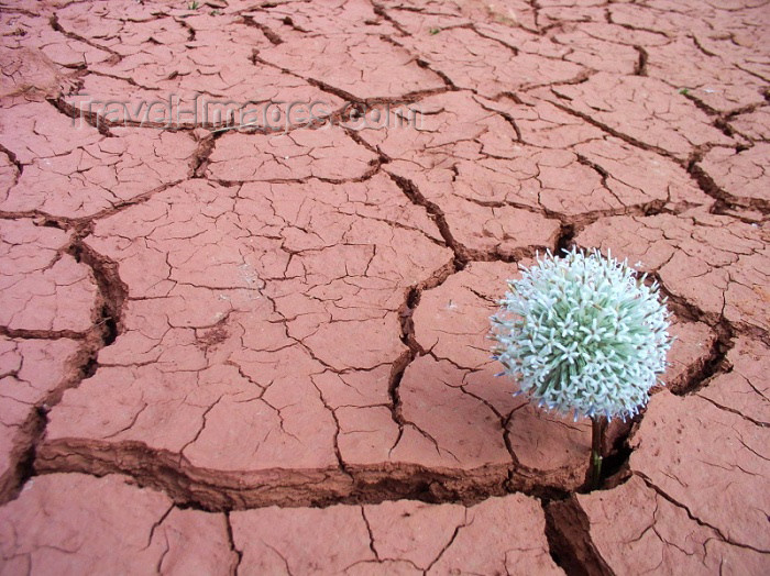 moroc284: Morocco / Maroc - Gorge du Dades / Dades gorge: impossible flower - dry and cracked ground - dry mud - photo by J.Kaman - (c) Travel-Images.com - Stock Photography agency - Image Bank