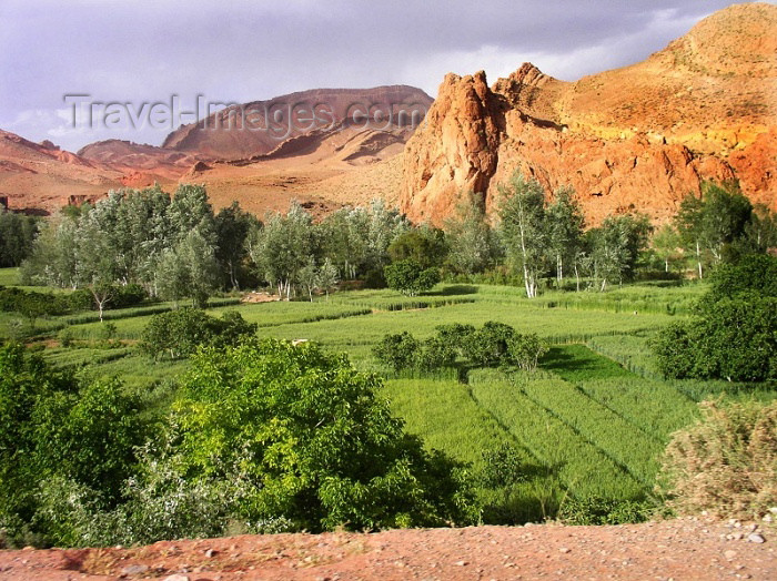 moroc288: Morocco / Maroc - Dades gorge: green fields - photo by J.Kaman - (c) Travel-Images.com - Stock Photography agency - Image Bank