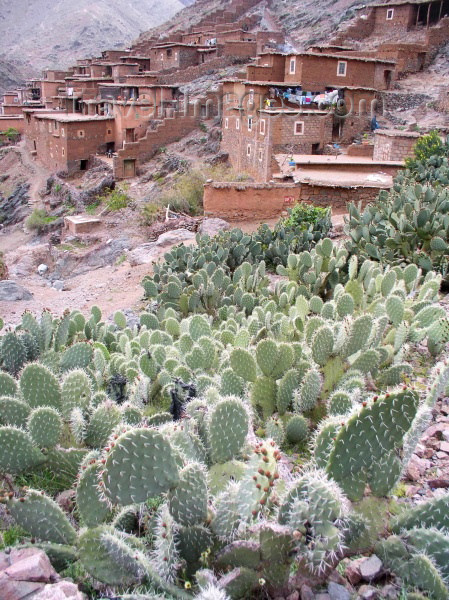 moroc300: Morocco / Maroc - Tizi Aguersioual  (Marrakesh Tensift-Al Haouz region): the village and the cactus - Imlil valley - photo by J.Kaman - (c) Travel-Images.com - Stock Photography agency - Image Bank