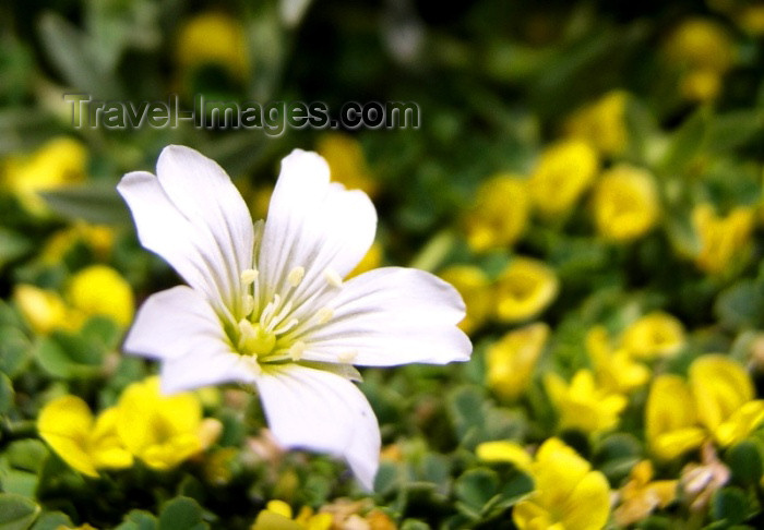 moroc303: Morocco / Maroc - Atlas mountains: looking for an edelweiss - photo by J.Kaman - (c) Travel-Images.com - Stock Photography agency - Image Bank