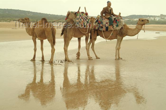 moroc324: Morocco / Maroc - Mogador / Essaouira: Jimi's camels on the beach - photo by J.Banks - (c) Travel-Images.com - Stock Photography agency - Image Bank