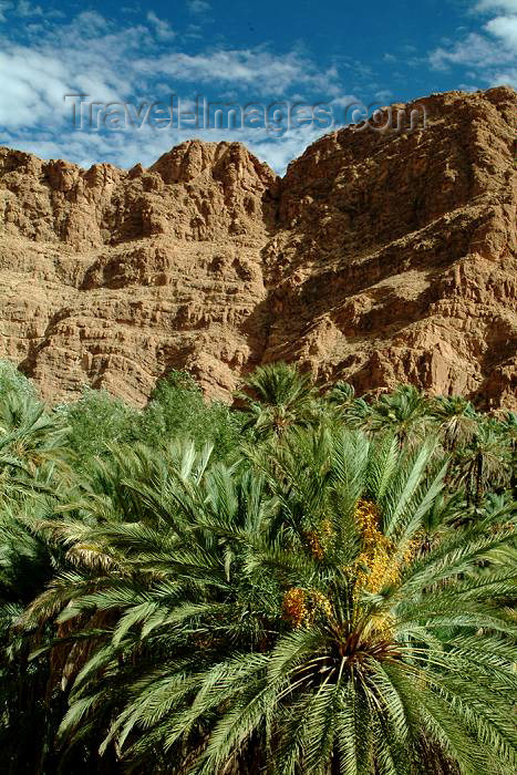 moroc330: Morocco / Maroc - outside Tinerhir: oasis - Wadi Todra / Oued Todra - palms - photo by J.Banks - (c) Travel-Images.com - Stock Photography agency - Image Bank