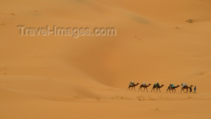 moroc356: Morocco / Maroc - Black desert - near Merzouga: caravan in the Sahara desert - photo by J.Banks - (c) Travel-Images.com - Stock Photography agency - Image Bank