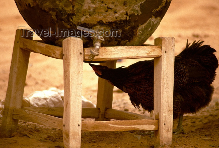 moroc368: Morocco / Maroc - Merzouga: chicken looking for water - photo by F.Rigaud - (c) Travel-Images.com - Stock Photography agency - Image Bank