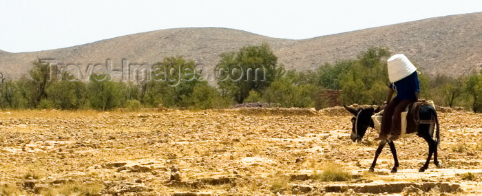 moroc387: Morocco - Taroudant: man on a donkey - sun protection - Sous Valley - photo by M.Ricci - (c) Travel-Images.com - Stock Photography agency - Image Bank