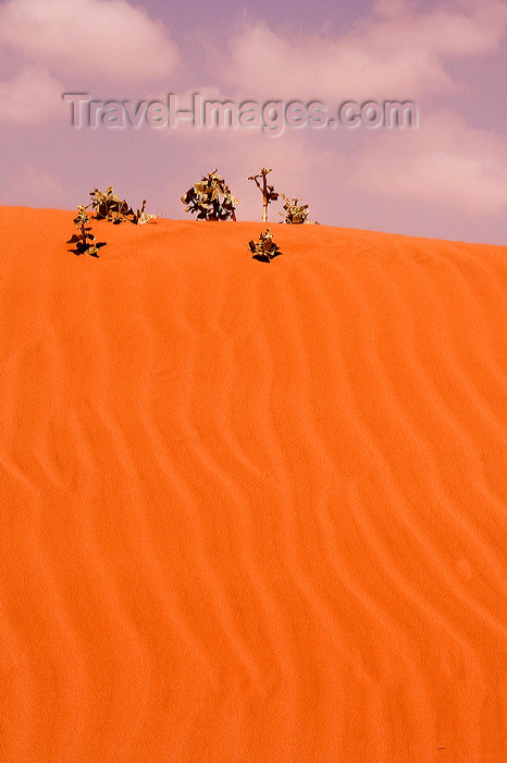 moroc461: Small Sahara, Morocco: sand dunes - photo by Sandia - (c) Travel-Images.com - Stock Photography agency - Image Bank