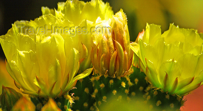 moroc498: Marrakesh - Morocco: Majorelle gardens - Cactus flower - photo by Sandia - (c) Travel-Images.com - Stock Photography agency - Image Bank