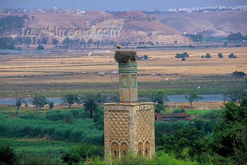 moroc5: Morocco / Maroc - Rabat / RBA: Chellah necropolis - storks nesting - photo by Marta Zaraska - (c) Travel-Images.com - Stock Photography agency - Image Bank