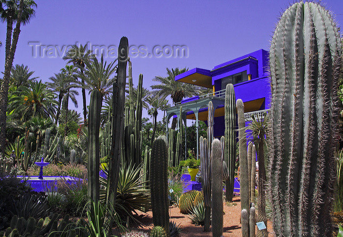 moroc508: Marrakesh - Morocco: Majorelle Gardens - cactae - photo by Sandia - (c) Travel-Images.com - Stock Photography agency - Image Bank