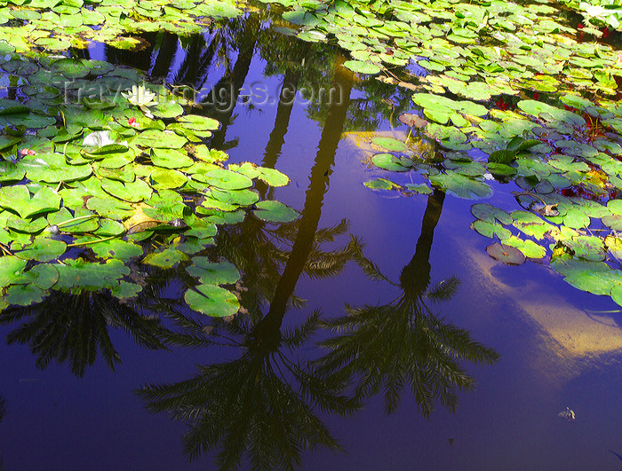 moroc510: Marrakesh - Morocco: Marorelle gardens - palm trees reflected - photo by Sandia - (c) Travel-Images.com - Stock Photography agency - Image Bank