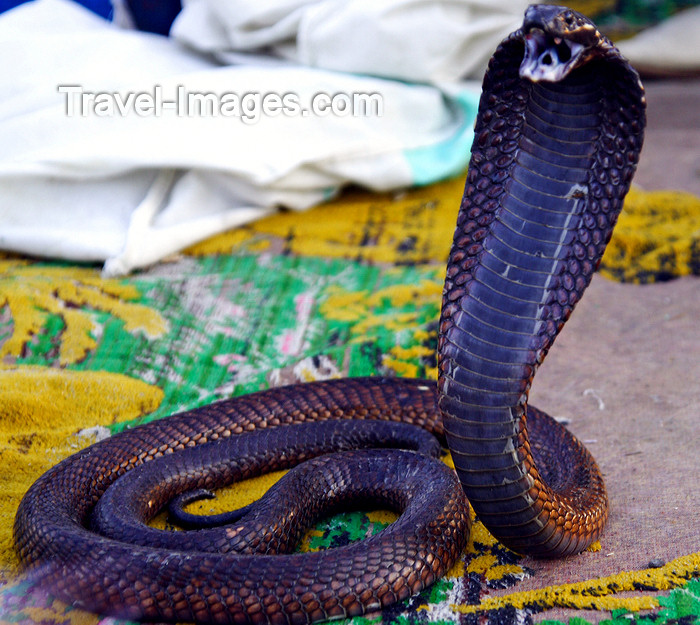 moroc511: Marrakesh - Morocco: cobra - Djema el Fnaa square - photo by Sandia - (c) Travel-Images.com - Stock Photography agency - Image Bank