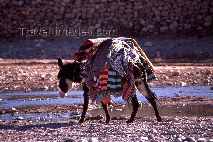 moroc54: Morocco / Maroc - Ait Benhaddou / Aït Ben Haddou: donkey with blankets - Ouarzazate River - photo by F.Rigaud - (c) Travel-Images.com - Stock Photography agency - Image Bank