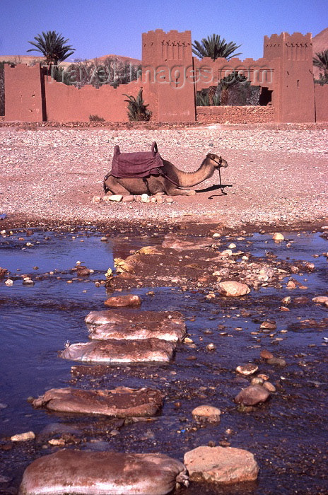 moroc55: Morocco / Maroc - Aït Benhaddou - Unesco world heritage site (Souss Massa-Draa - Ourzazate): camel by the ramparts - Ouarzazate River - Unesco world heritage site - photo by F.Rigaud - (c) Travel-Images.com - Stock Photography agency - Image Bank