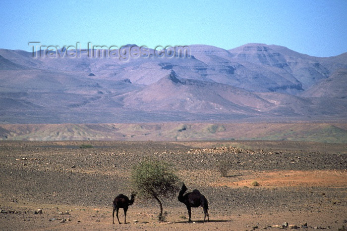 moroc62: Morocco / Maroc - Ait Benhaddou: camels having a snack - photo by F.Rigaud - (c) Travel-Images.com - Stock Photography agency - Image Bank