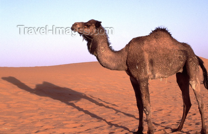 moroc70: Morocco / Maroc - Merzouga: a camel and its shadow - photo by F.Rigaud - (c) Travel-Images.com - Stock Photography agency - Image Bank