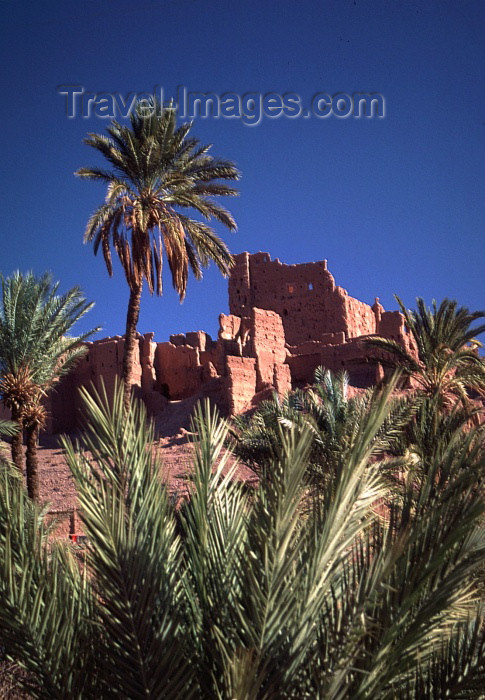 moroc79: Morocco / Maroc - Ouarzazate: palms and ruins - photo by F.Rigaud - (c) Travel-Images.com - Stock Photography agency - Image Bank