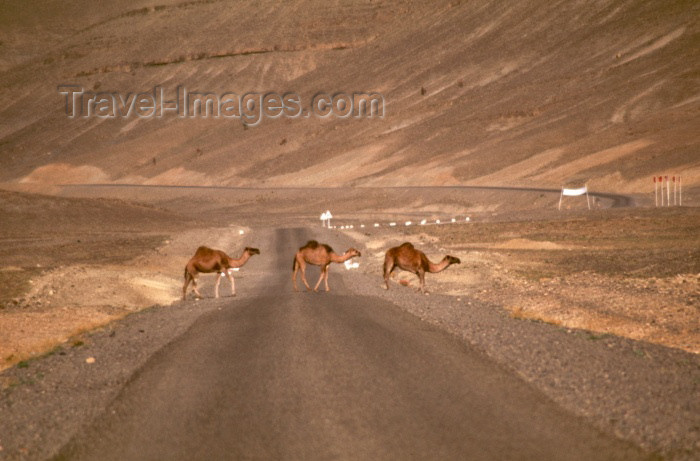 moroc92: Morocco / Maroc - Imilchil: camels cross the road - photo by F.Rigaud - (c) Travel-Images.com - Stock Photography agency - Image Bank