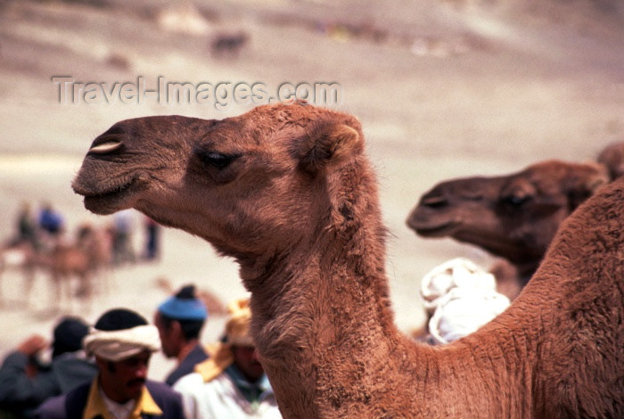 moroc98: Morocco / Maroc - Imilchil: camel - close-up photo - photo by F.Rigaud - (c) Travel-Images.com - Stock Photography agency - Image Bank