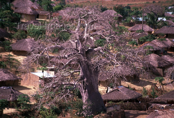 mozambique118: Mozambique / Moçambique - Pemba: baobab and surrounding village / embondeiro e aldeia - photo by F.Rigaud - (c) Travel-Images.com - Stock Photography agency - Image Bank
